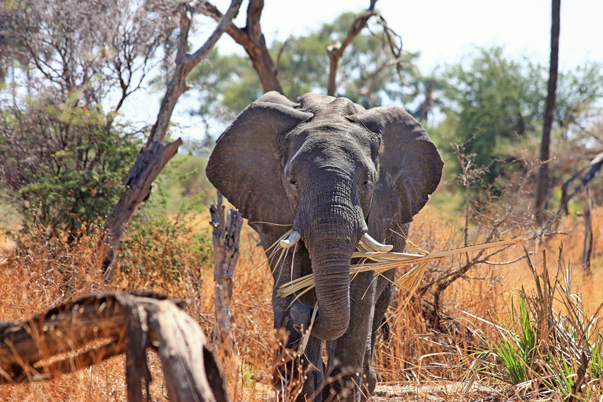 €16.9 million boost for African conservation