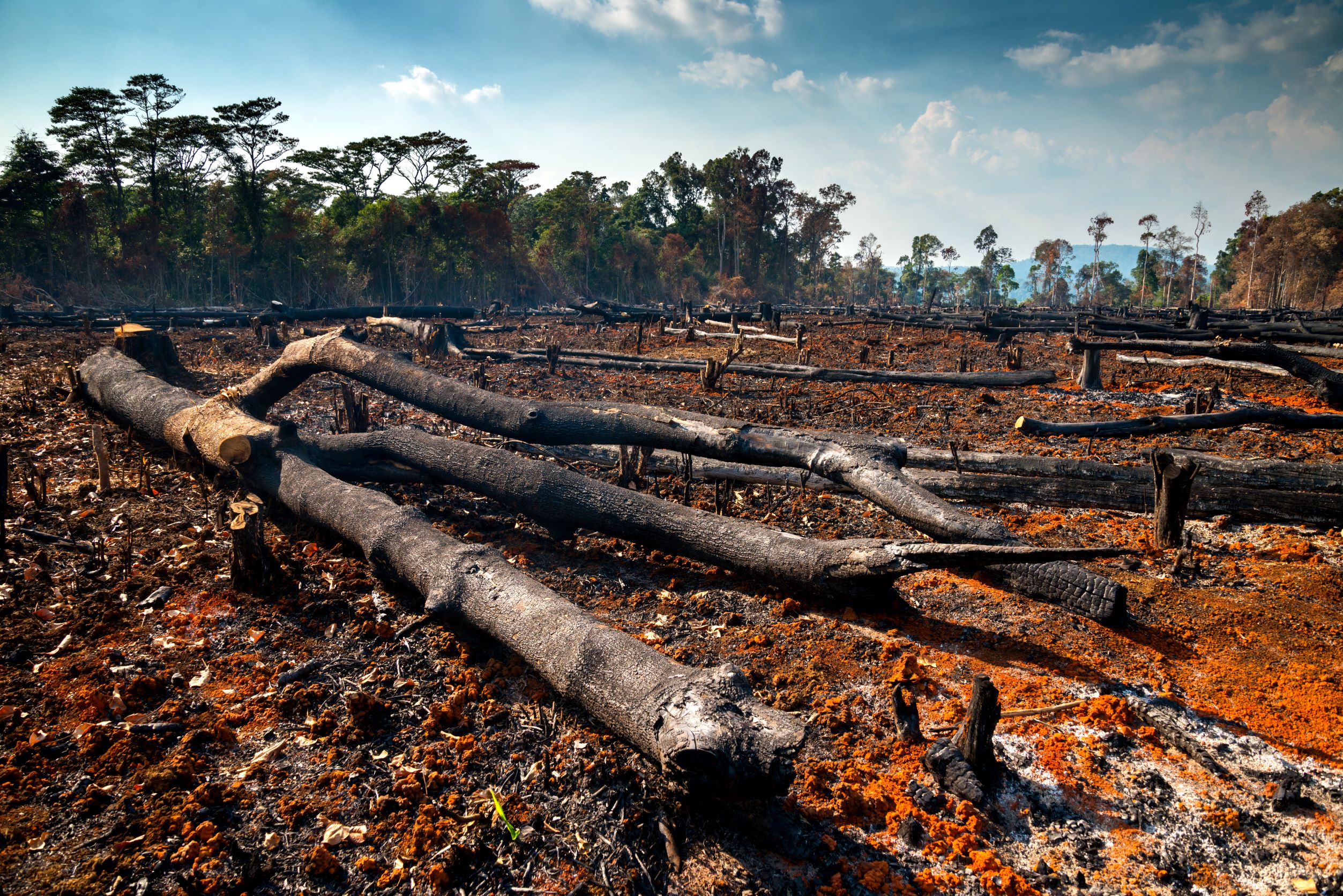 Make My Money Matter calls for deforestation-free pensions